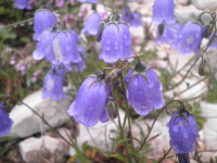 /album/fotogalerie-nabidka/campanula-cochleariifolia-nad-val-de-fanes-jpg/